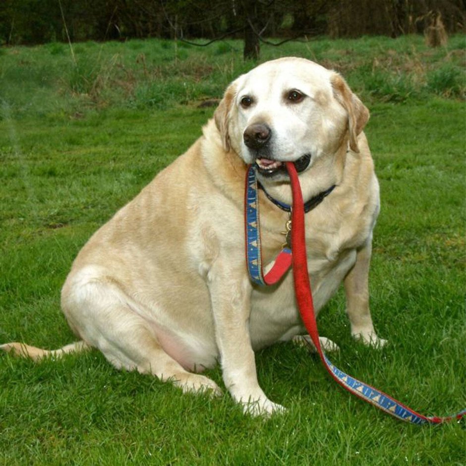 Лабрадор ретривер ожирение