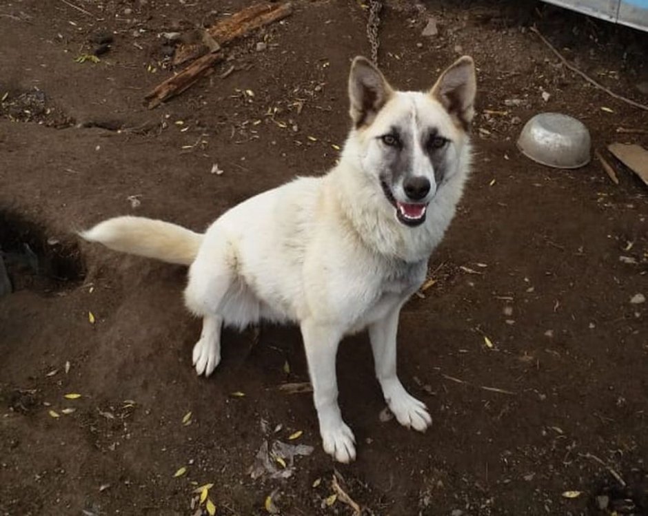 Колымская собака