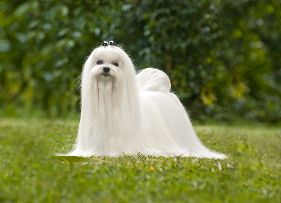 Собачка Мальтийская болонка