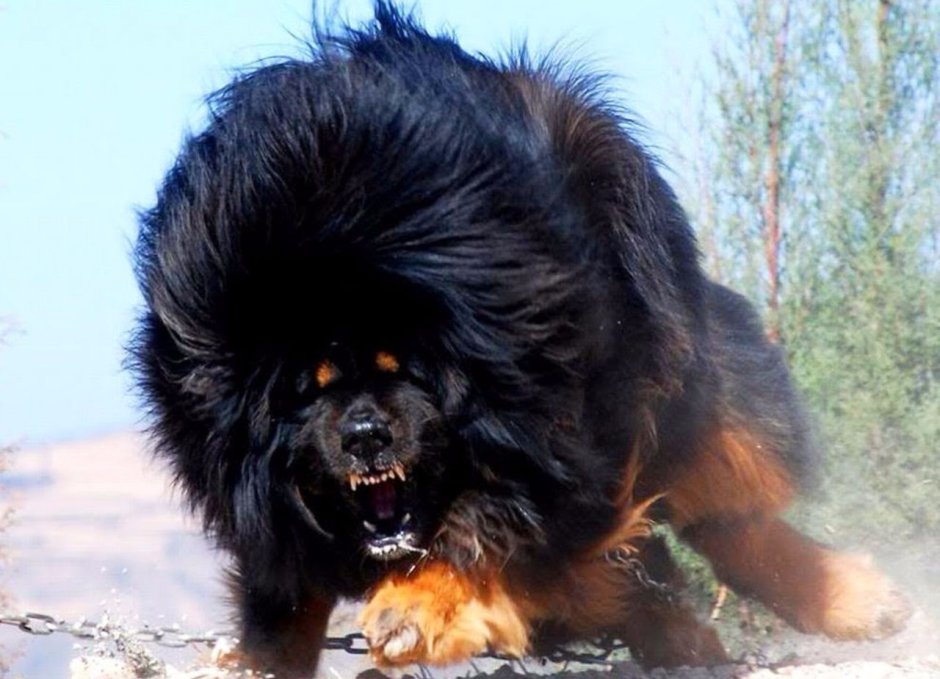 Тибетский мастиф Хонг Донг