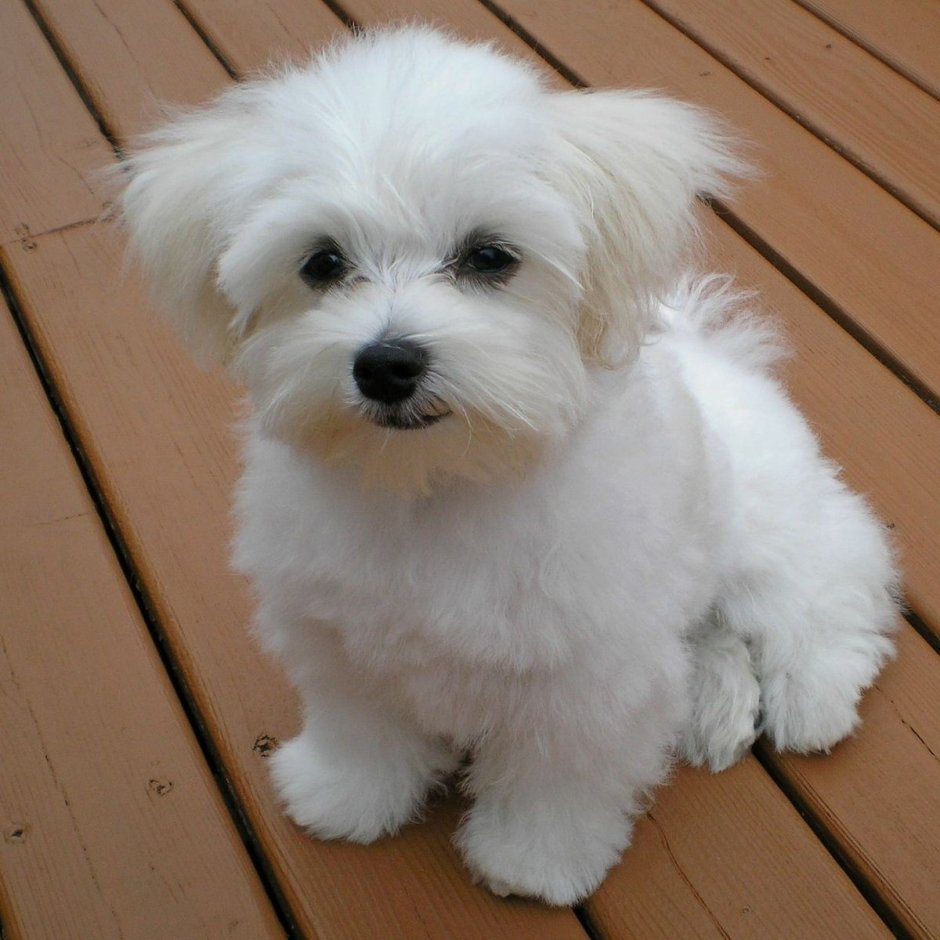 Европейская болонка