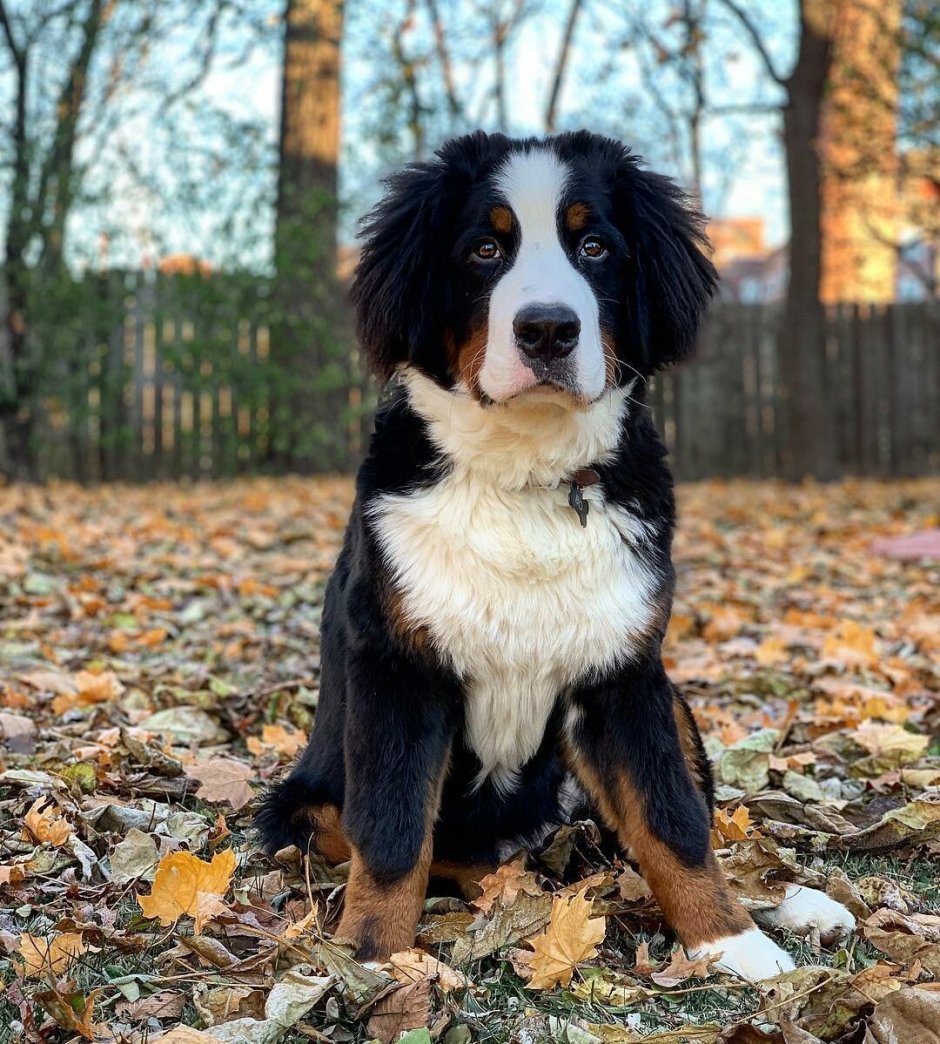 Порода Бернский зенненхунд