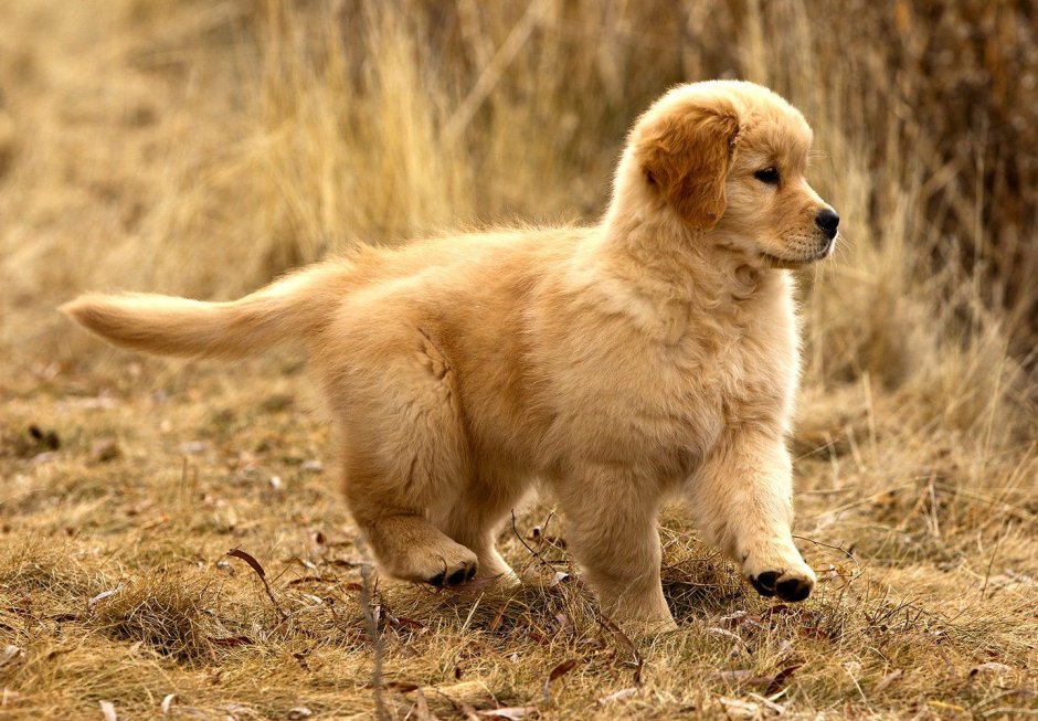 Золотой щенок