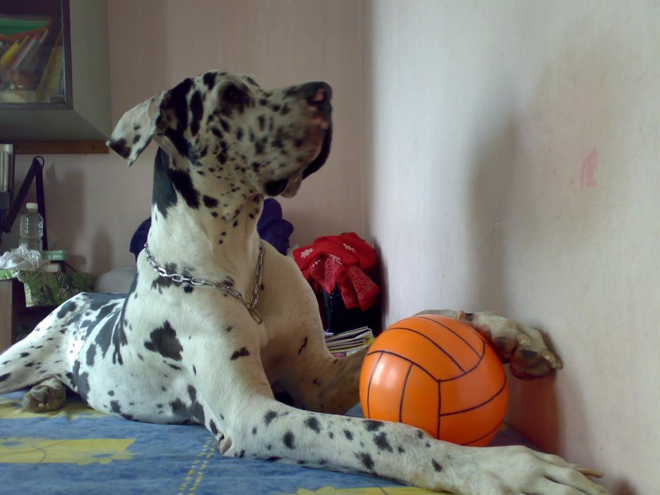 Great Dane