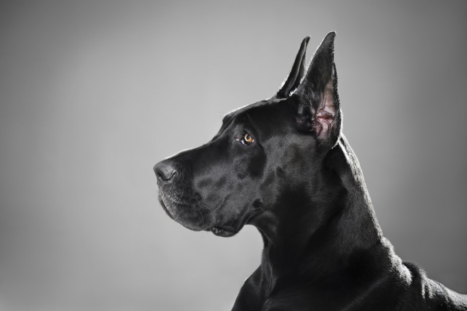 Great Dane собака