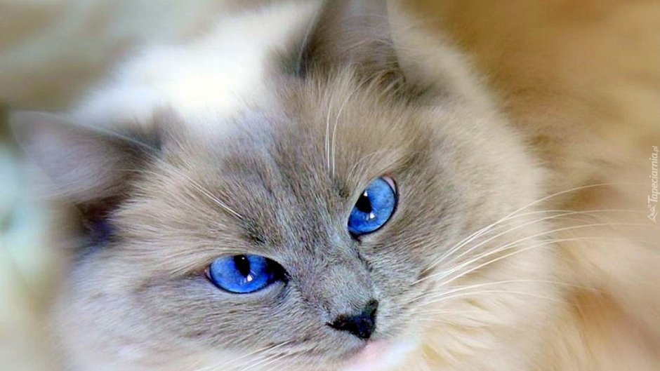 Рэгдолл кошка