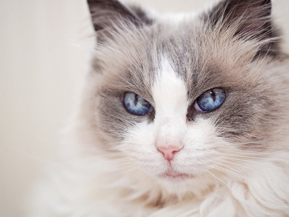 Котята породы Рэгдолл
