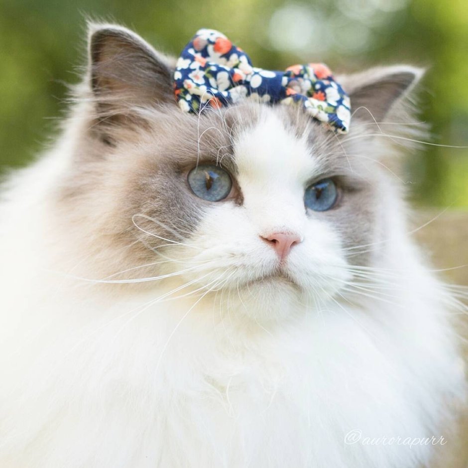 Сиамская кошка Рэгдолл