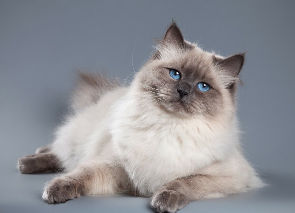 Котята породы Рэгдолл