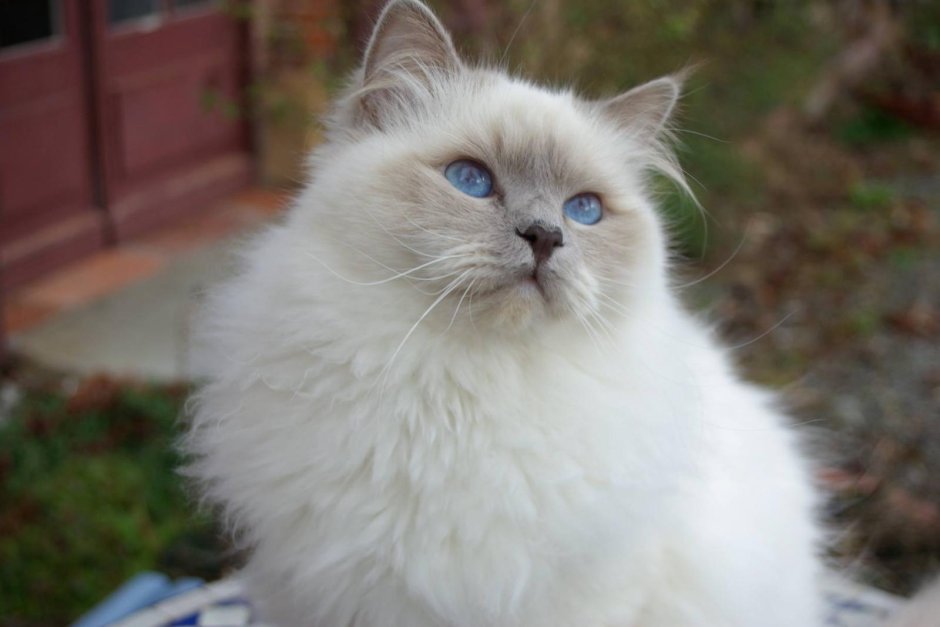 Кошка Аврора Рэгдолл