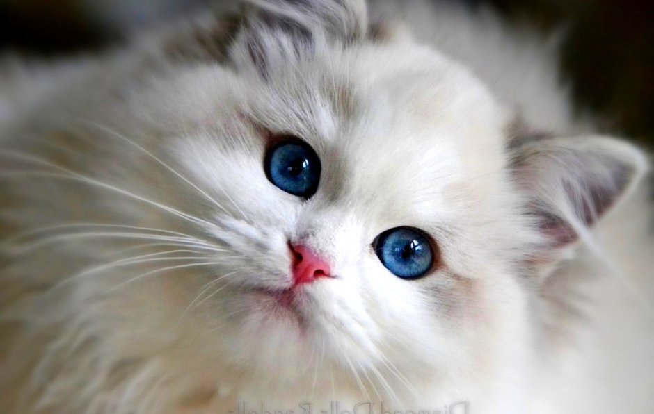 Ragdoll Cat