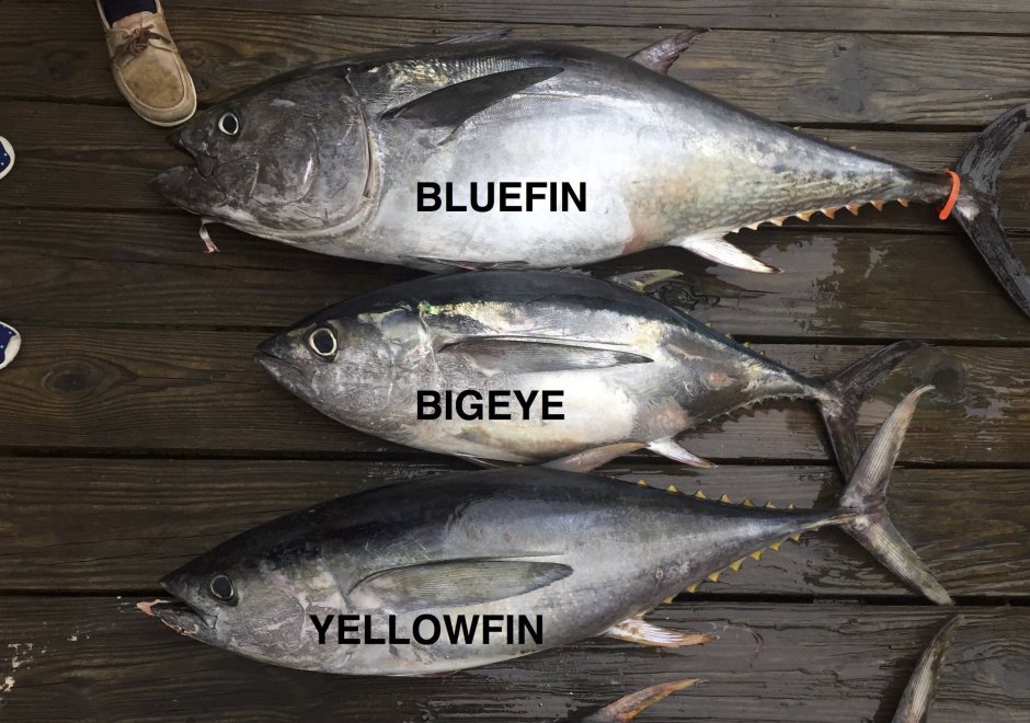 Тунец Yellowfin loin