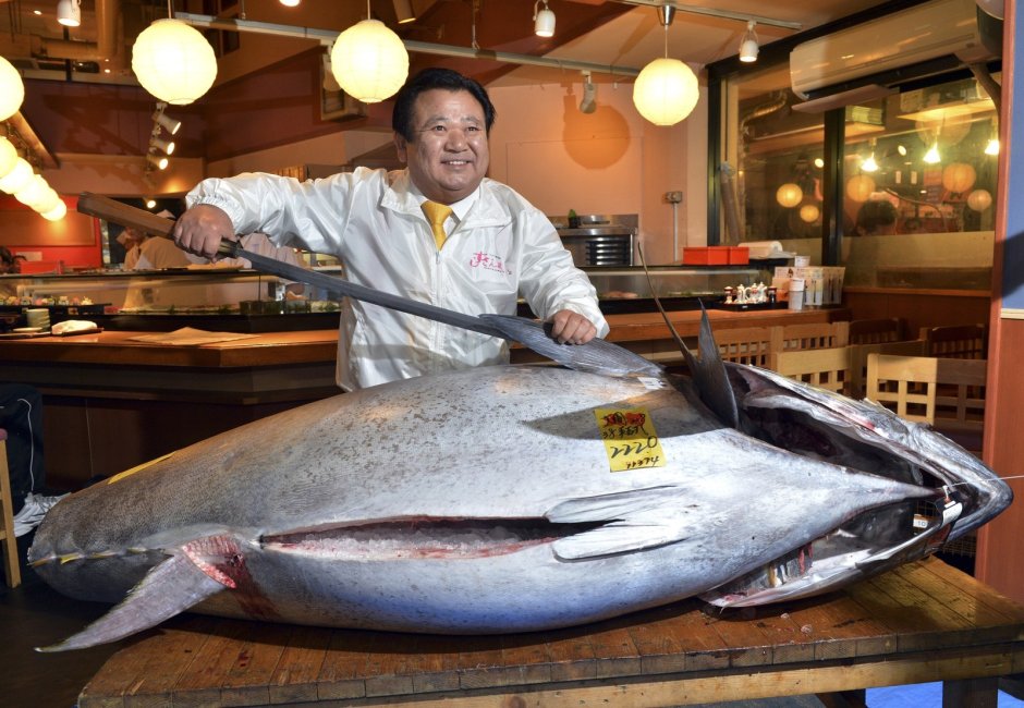 Тунец Bluefin и Yellowfin разница