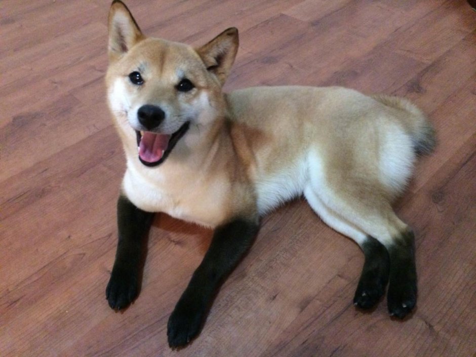 Akita-Husky Mix