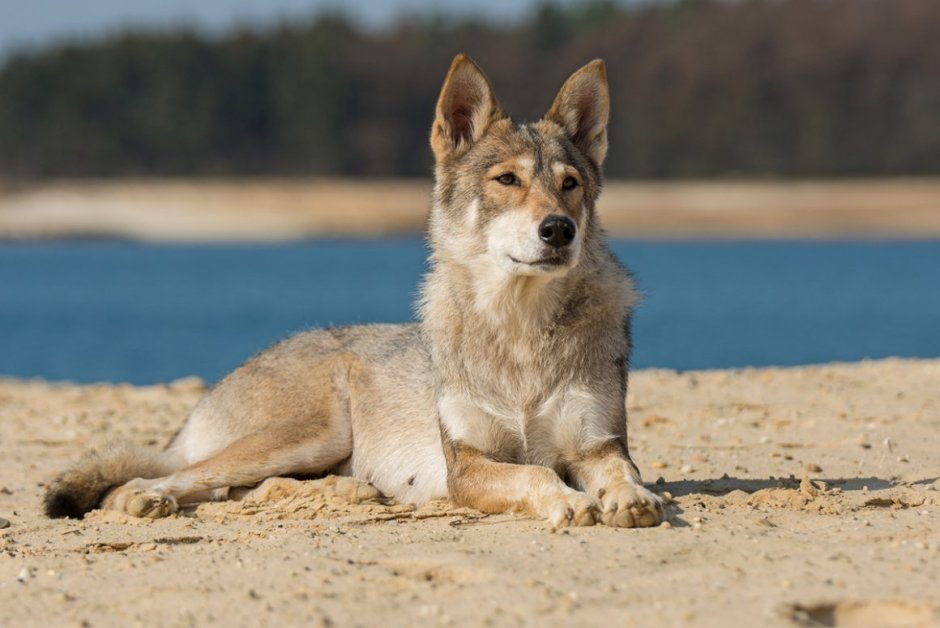 Утонаган черный