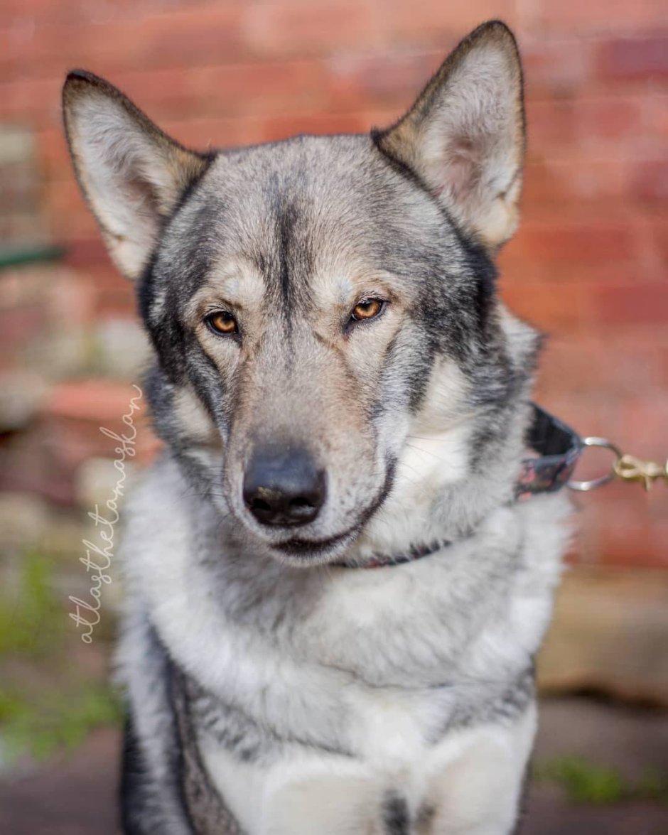 Тамаскан порода