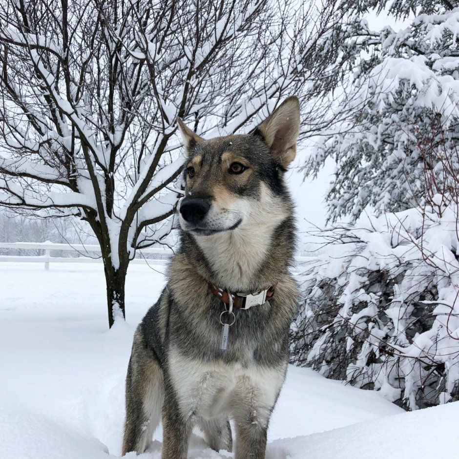 Тамаскан собака