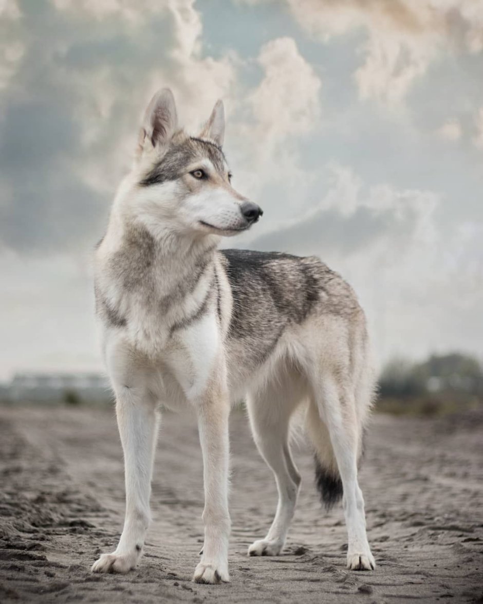 Тамасканская порода