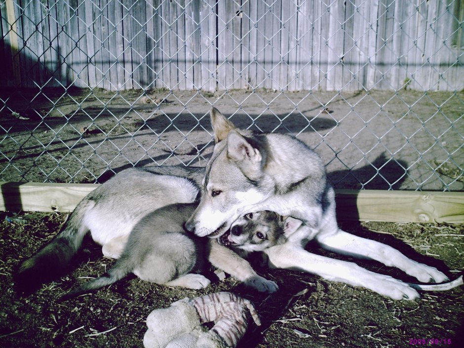 Таманская хаски