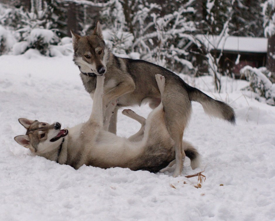 Тамасканская порода собак
