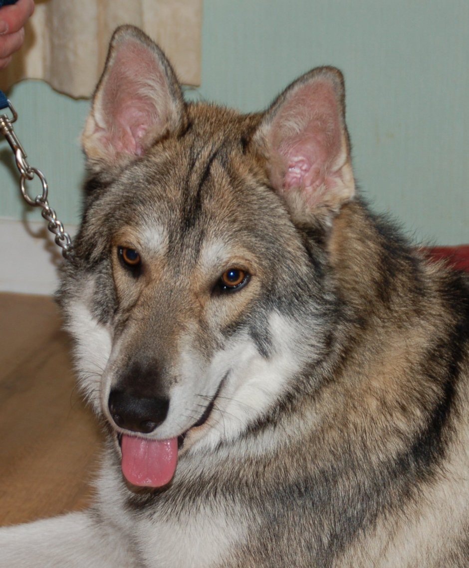 Тамасканская овчарка