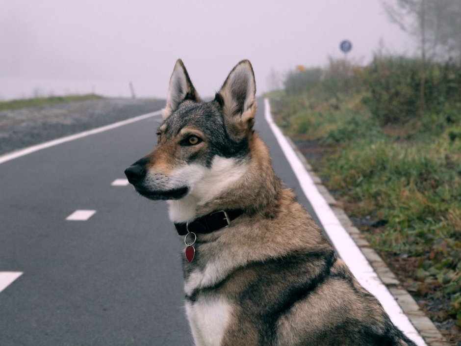 Таманская хаски
