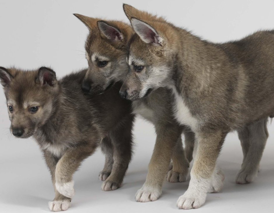 Тамасканская Волчья собака