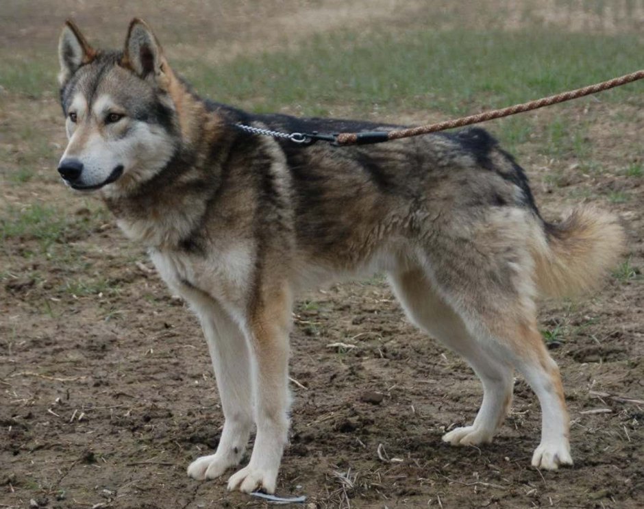 Сарлууз Вульфхаунд