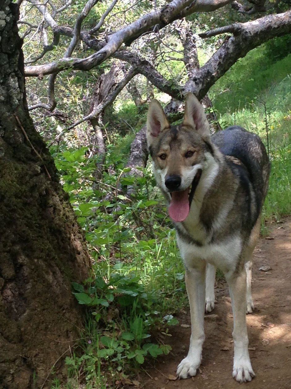 Тамасканская Волчья собака