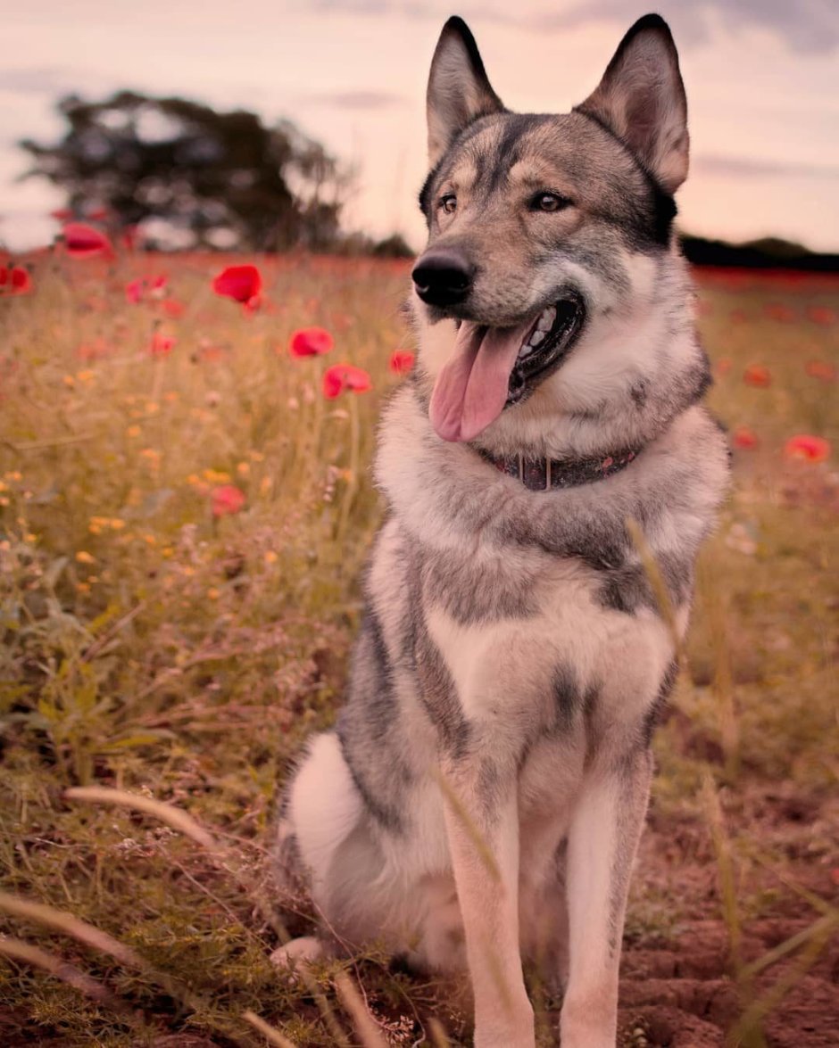 Тамасканская хаски