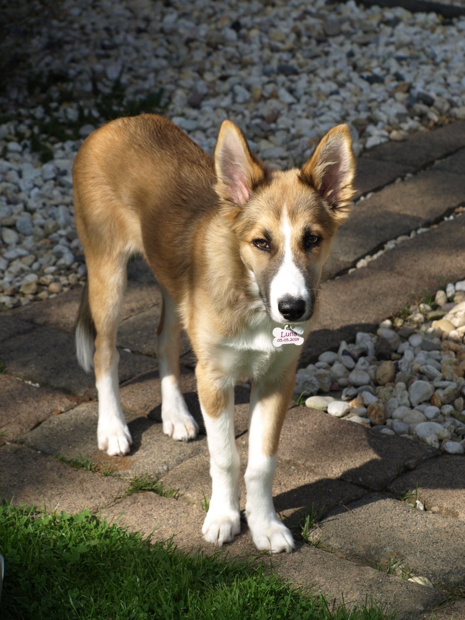 Хаски приютили котенка