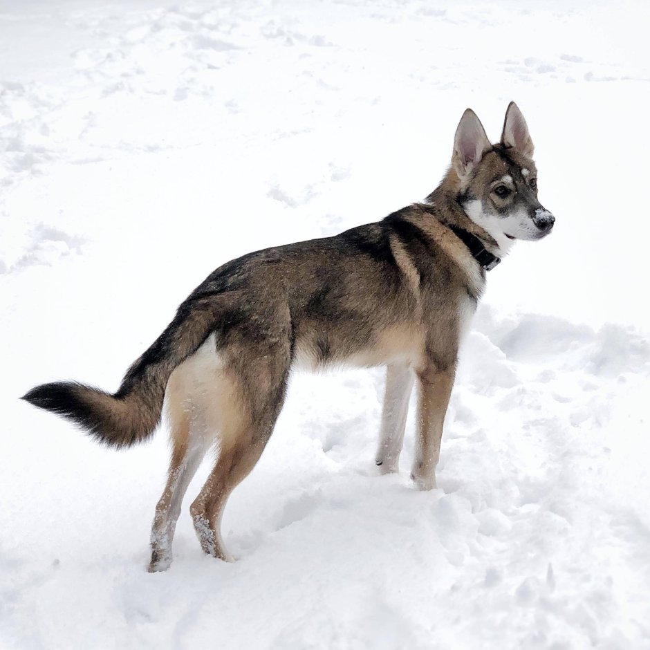 Тамасканская овчарка