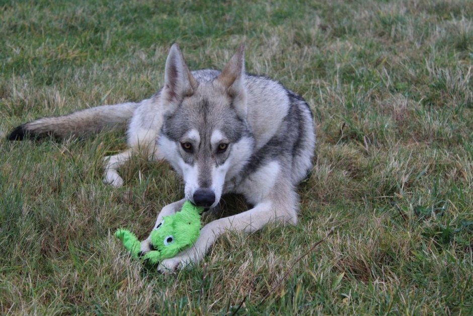 Северная инуитская собака
