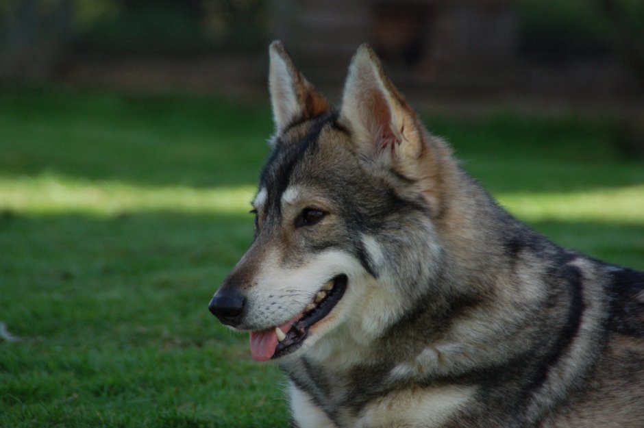 Фото тамасканской собаки