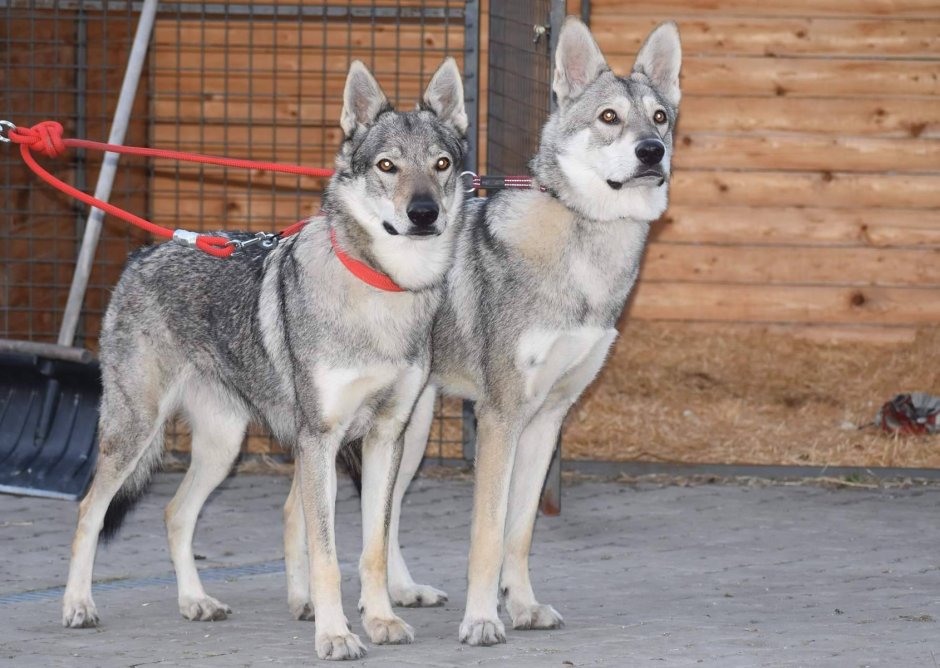 Тамаскан порода