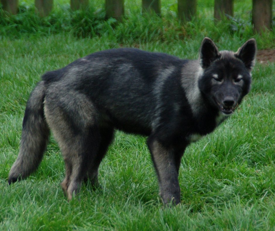 Волчья собака Сарлоса