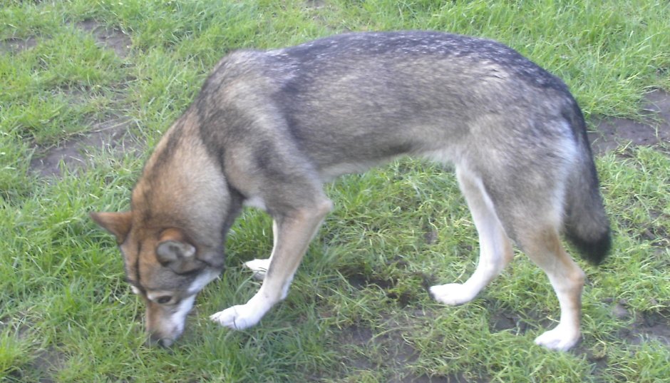 Американская индейская собака