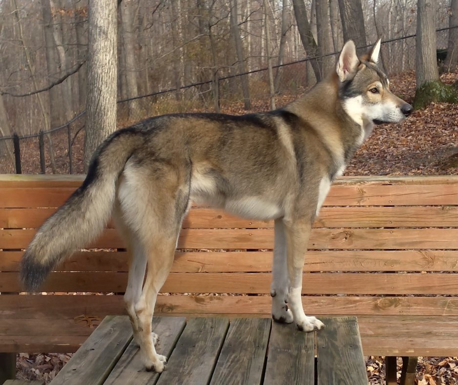 Тамасканская хаски