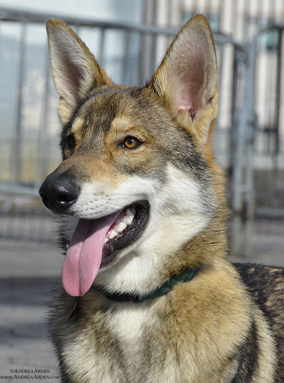 Волкособ хаски волк