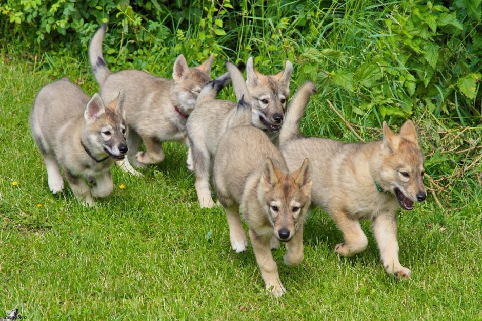 Собака волк тамаскан