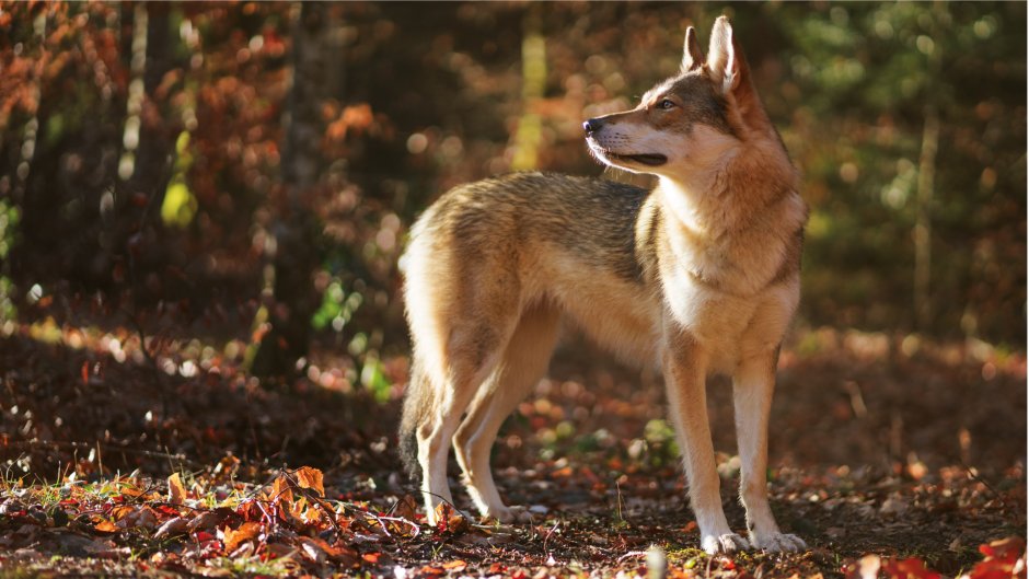 Собака волк тамаскан