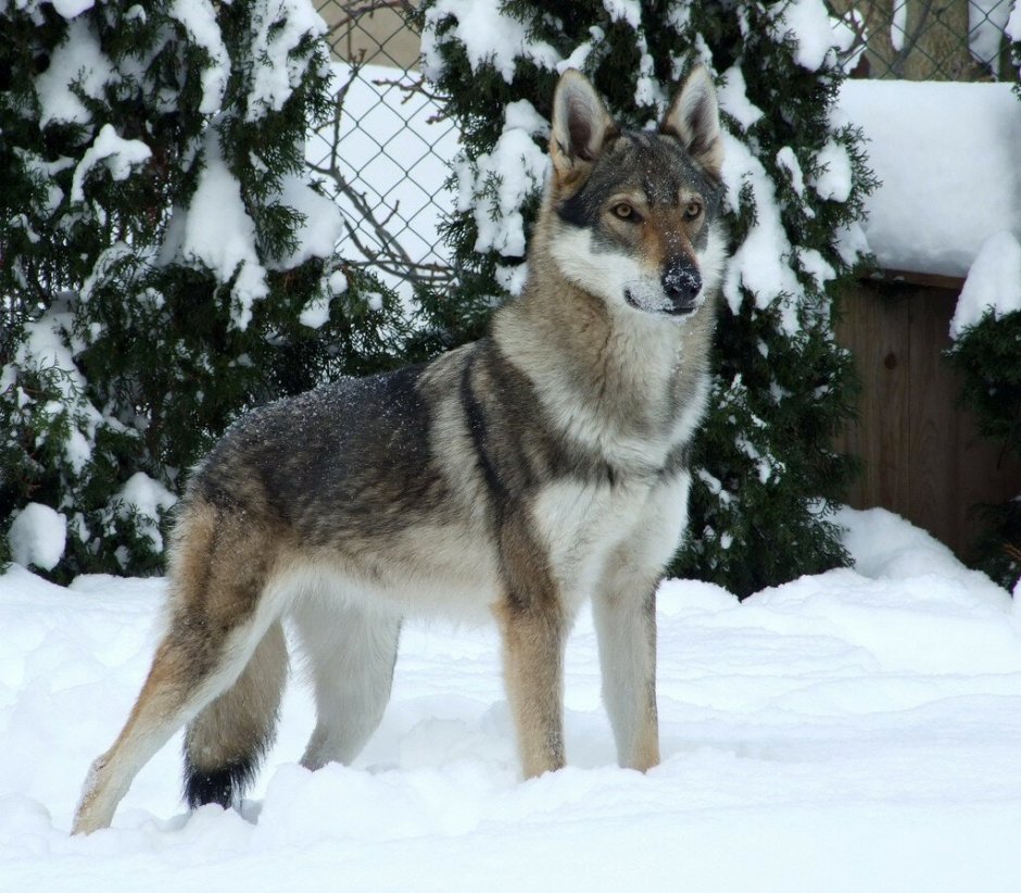 Тамаскан порода