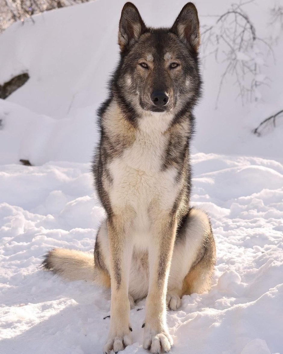 Тамасканская хаски щенок
