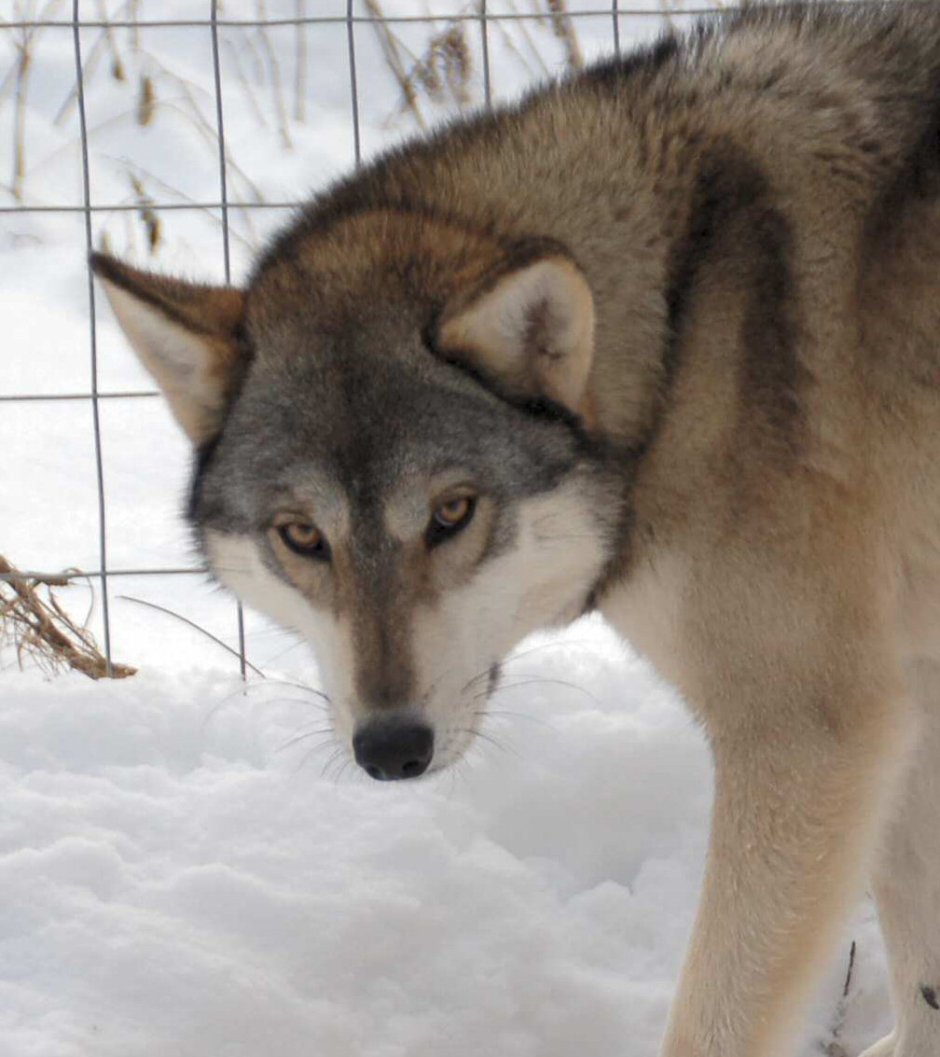 Сибирский хаски