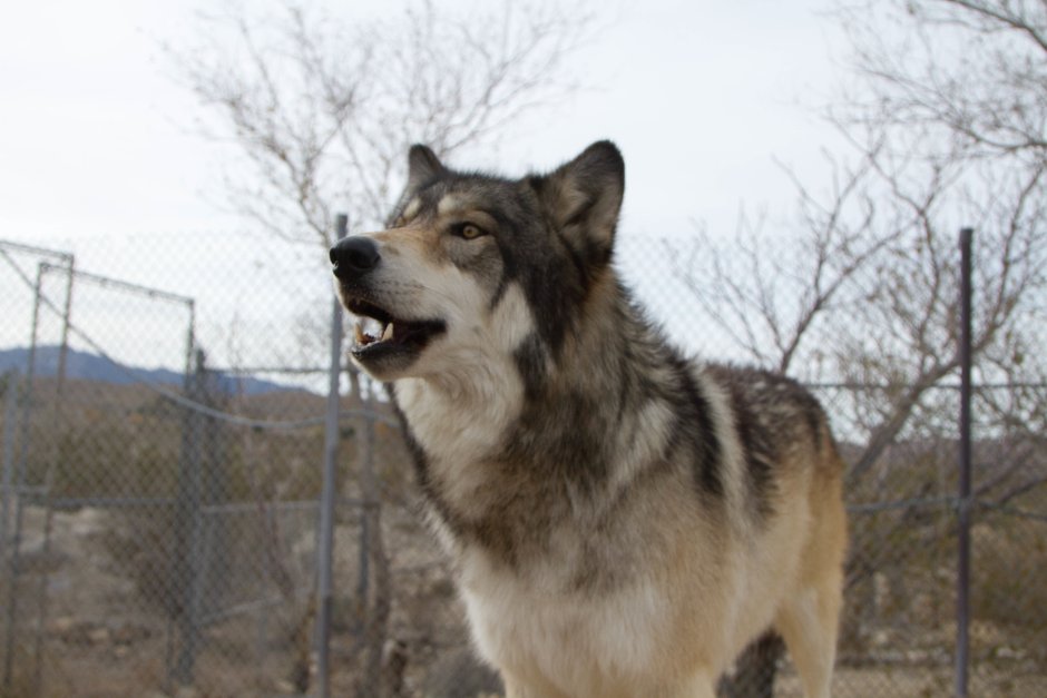 Тамасканский хаски