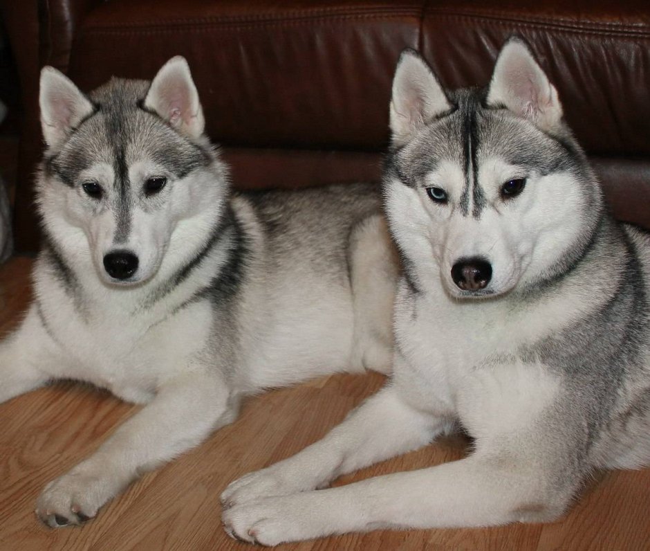 Тамаскан и овчарка