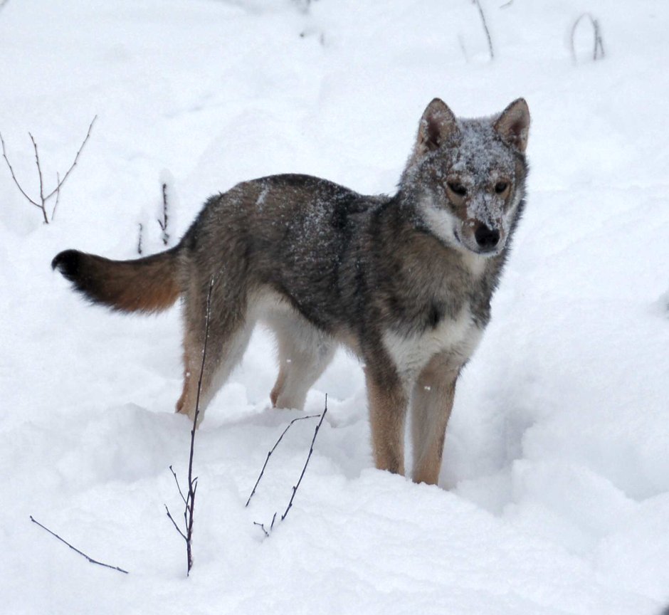 Тамаскан порода