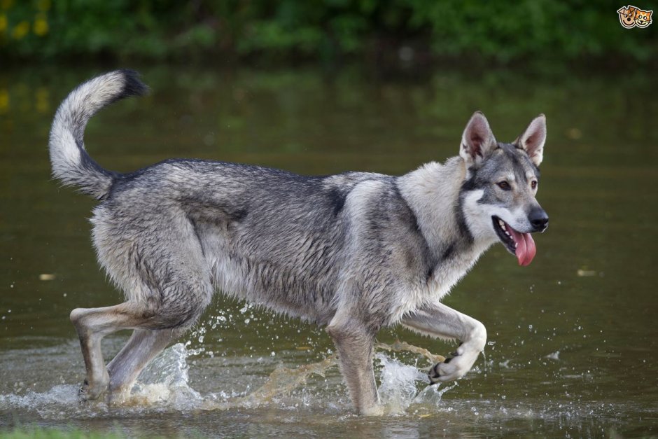 Хаски тамаскан