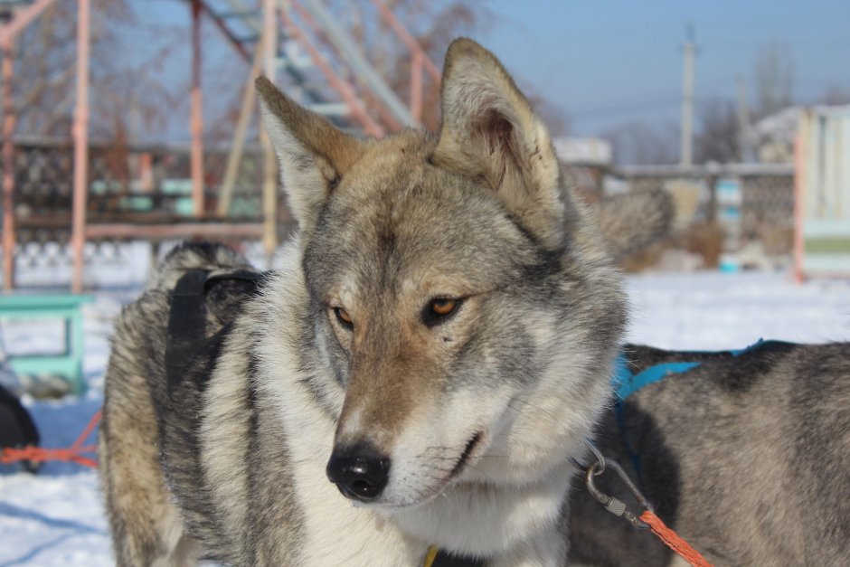 Хаски тамаскан