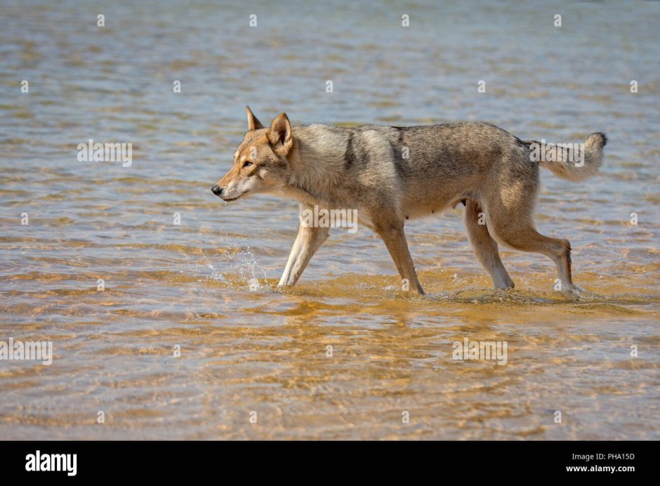 Порода порода порода хаски